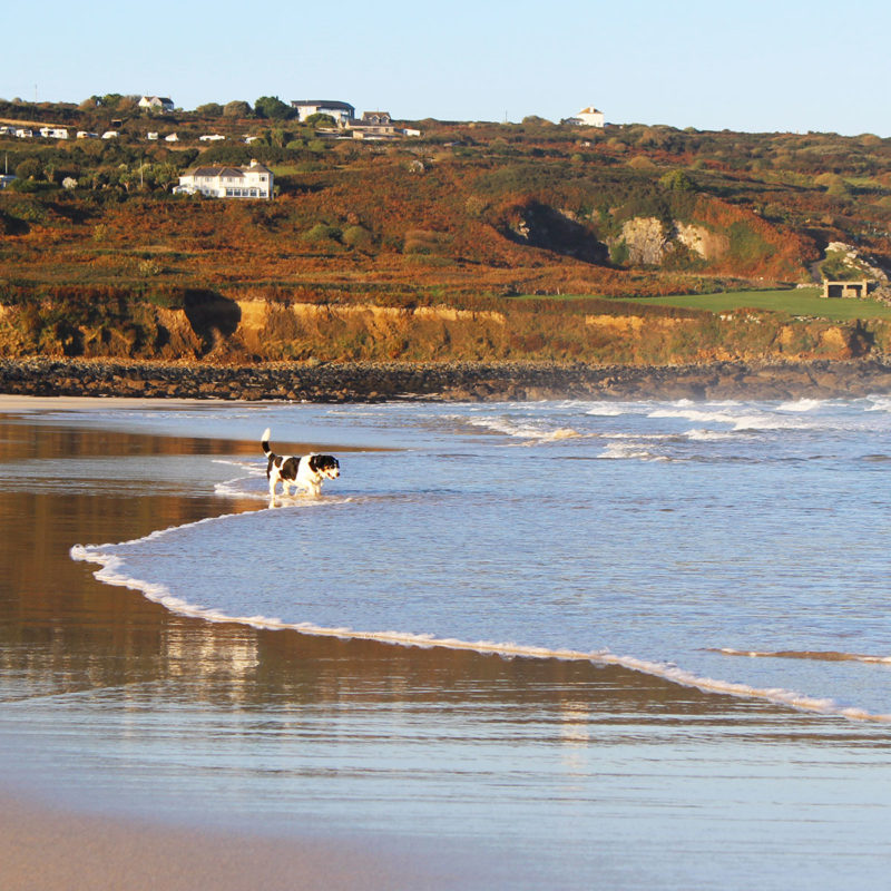 Dog friendly accommodation in St Ives, Cornwall by Portmeor Beach