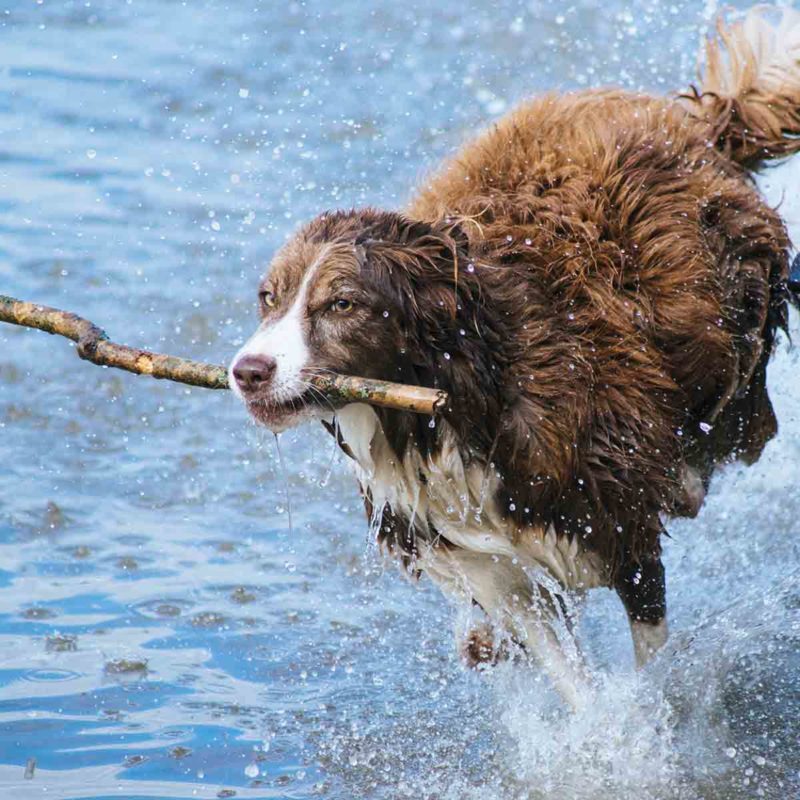 Luxury dog friendly in St Ives, Cornwall