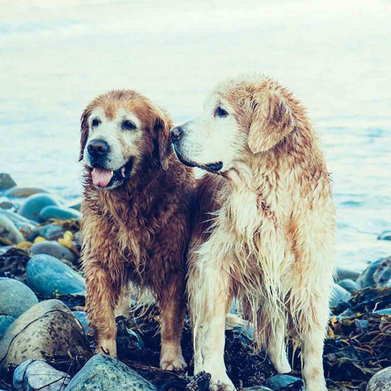 Luxury dog friendly in St Ives, Cornwall