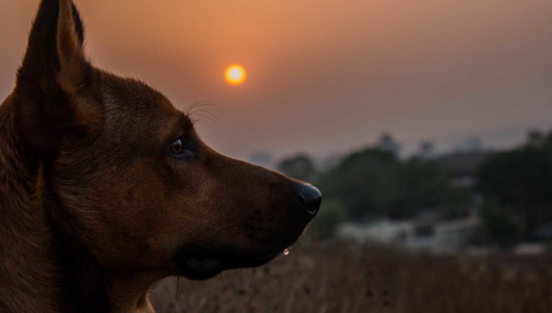 Dog friendly accommodation in Cornwall