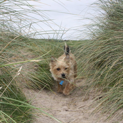 Dog friendly accommodation in St Ives