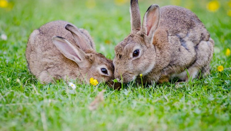 Easter in St Ives Luxury Apartments