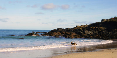 Dog Friendly Accomodation in St Ives