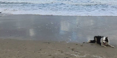 Sail-Lofts-St-Ives-Dog-Friendly
