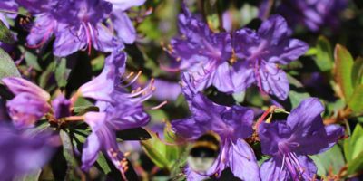 Gardens in Cornwall