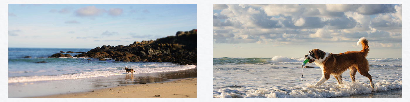 Dogs Walking in the Sea