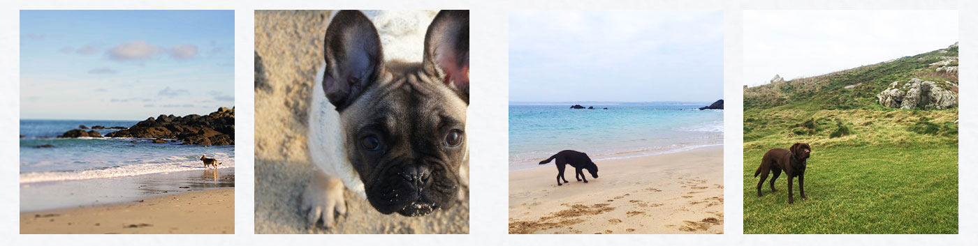 Dog Friendly Cottages in St Ives