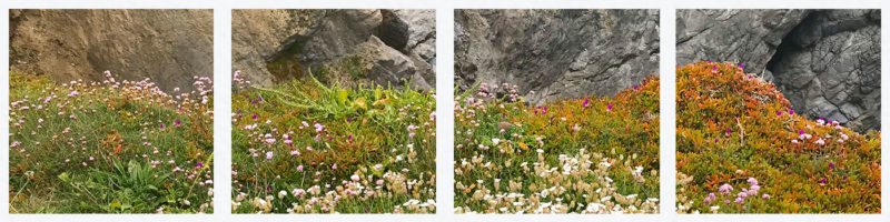 Mullion-cove-wild-flowers-st-ives-cornwall