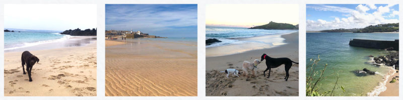 Dog friendly summer in St Ives