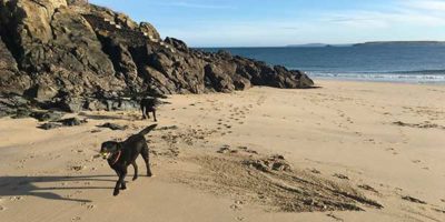 dog friendly coastal walks