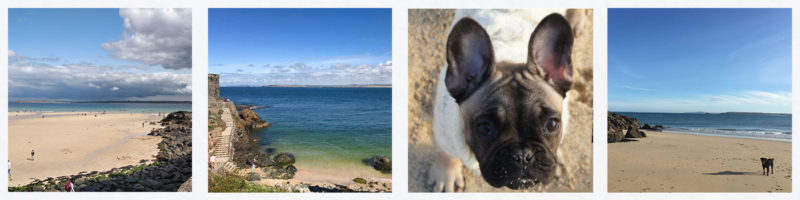 Last minute pet friendly sales breaks