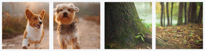 autumn walk dog friendly places cornwall