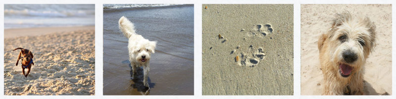 dog friendly holiday cottages in St Ives 
