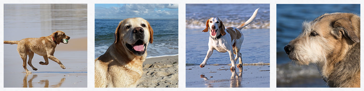 luxury dog friendly holiday cottages in st ives