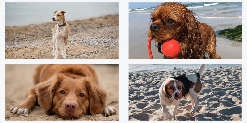 dog ban lifted cornwall 