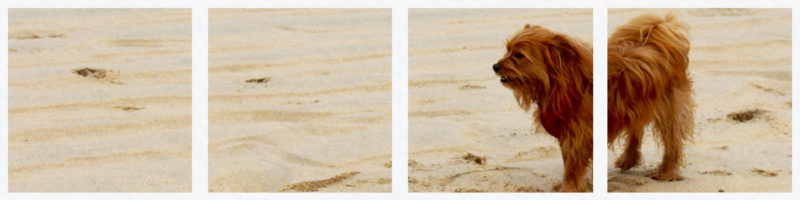A dog on Porthmeor Beach in St Ives Cornwall