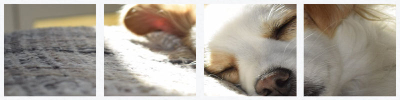 award winning dog friendly properties
