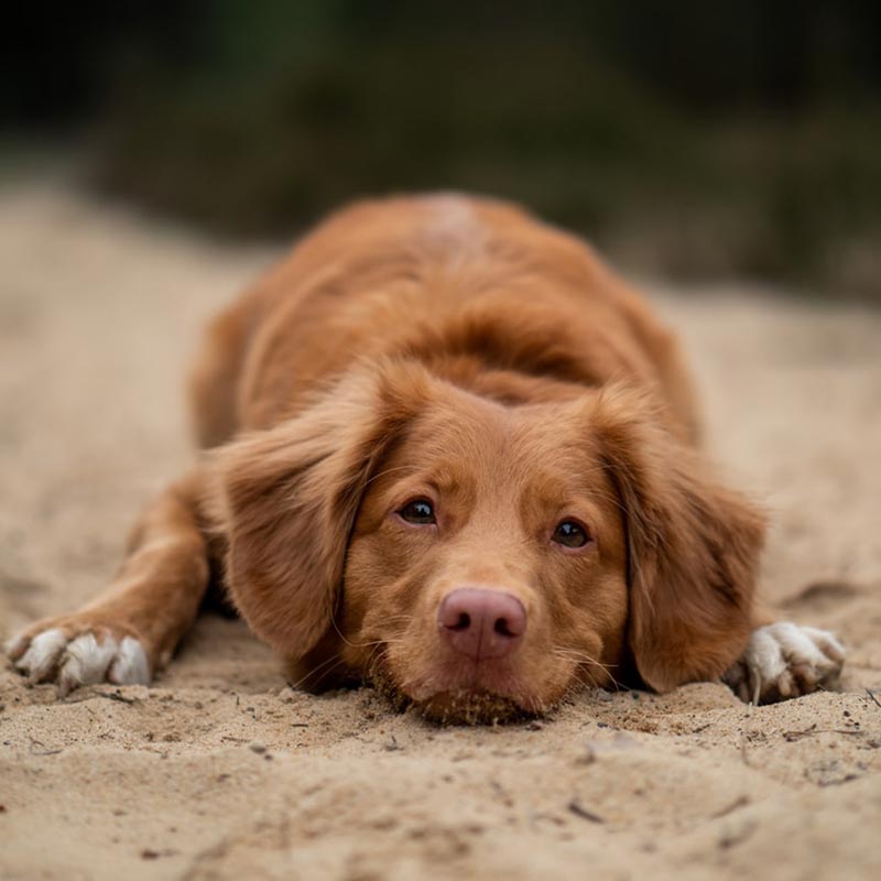 Luxury Dog Friendly in St Ives, Cornwall