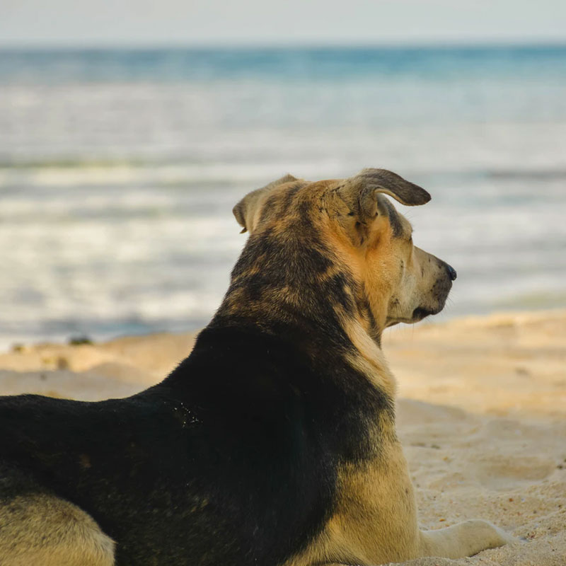 Dog Friendly St Ives Cottages By The Sea