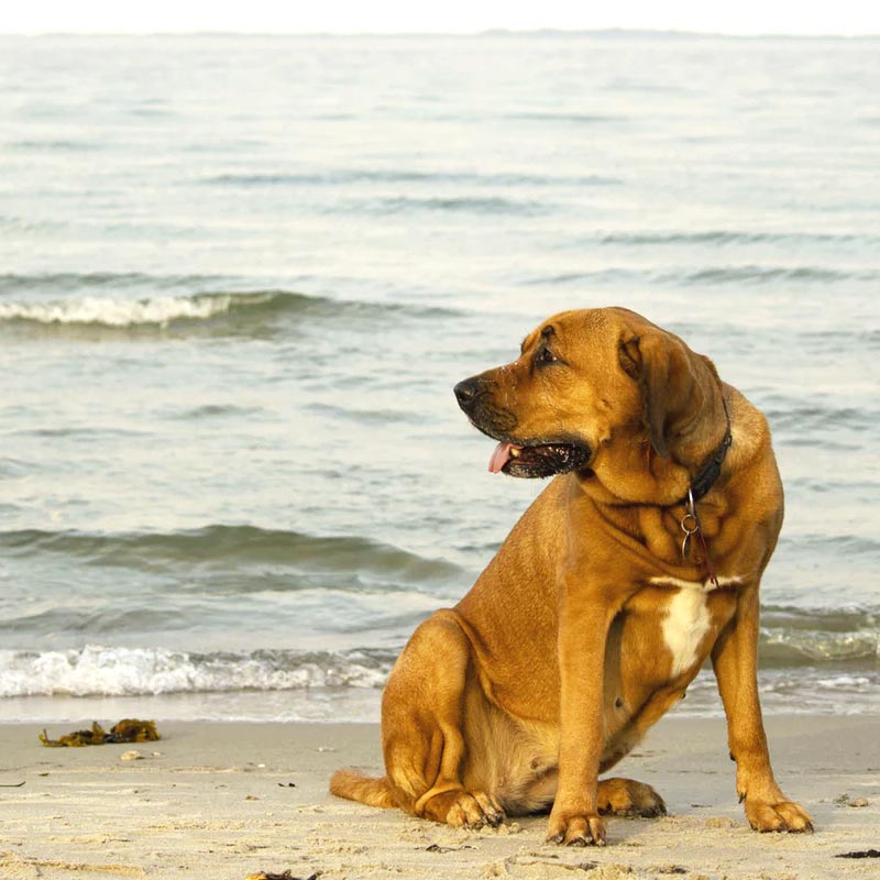 Dog Friendly St Ives Beach