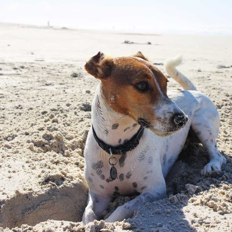 Dog Friendly St Ives Cottages