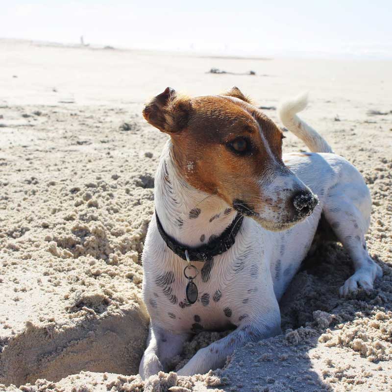 Luxury Dog Friendly Accommodation In St Ives Cornwall