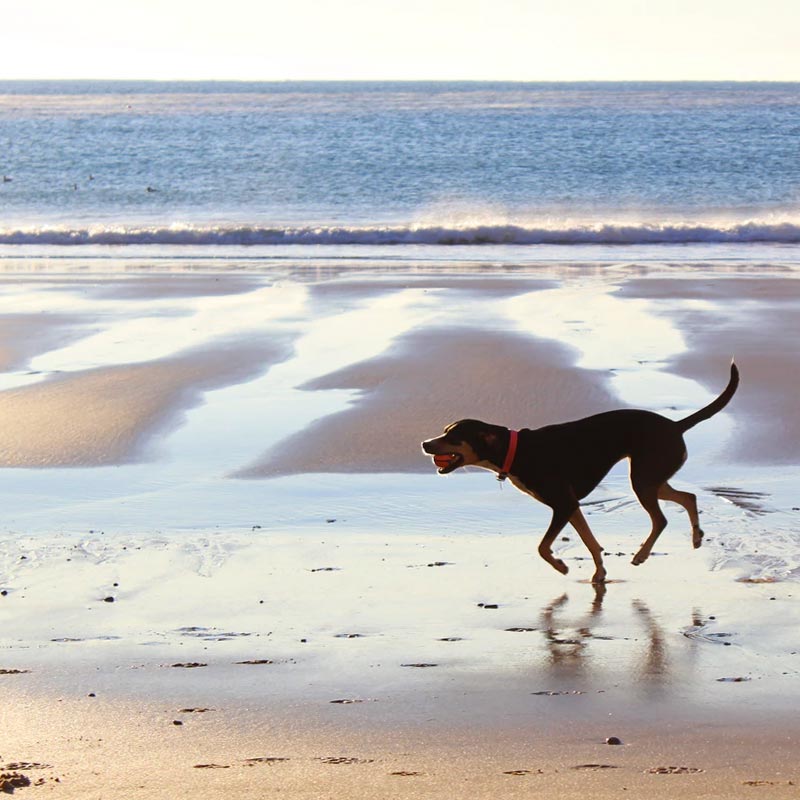Dog Friendly St Ives Beach Walks