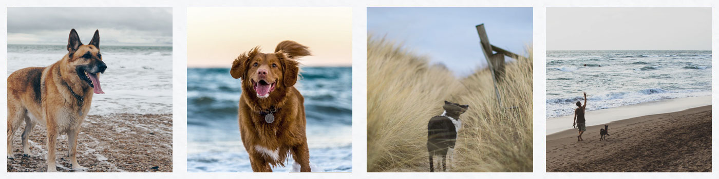Dogs Friendly Throughout the Year
