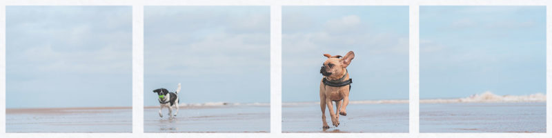 dogsrunningonthebeachstivescornwall