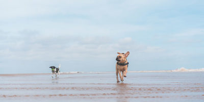 dogrunsonbeachstivescornwall