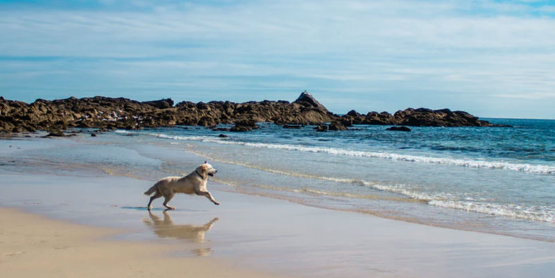 Dog running on the beach