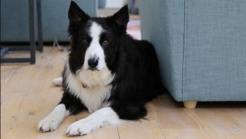 Ben the dog in dog friendly cottage