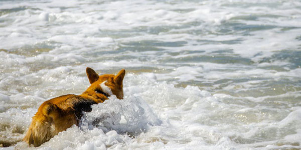 dog in the sea