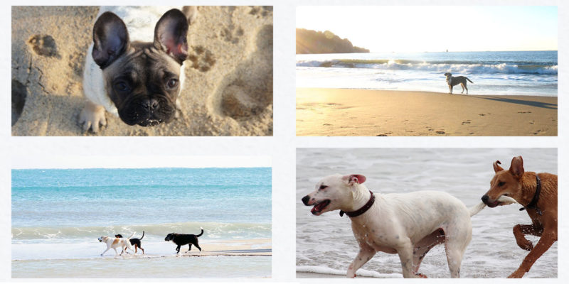 dog friendly st ives cornwall