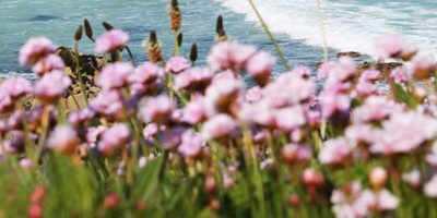 Flowers on Porthmeor Beach