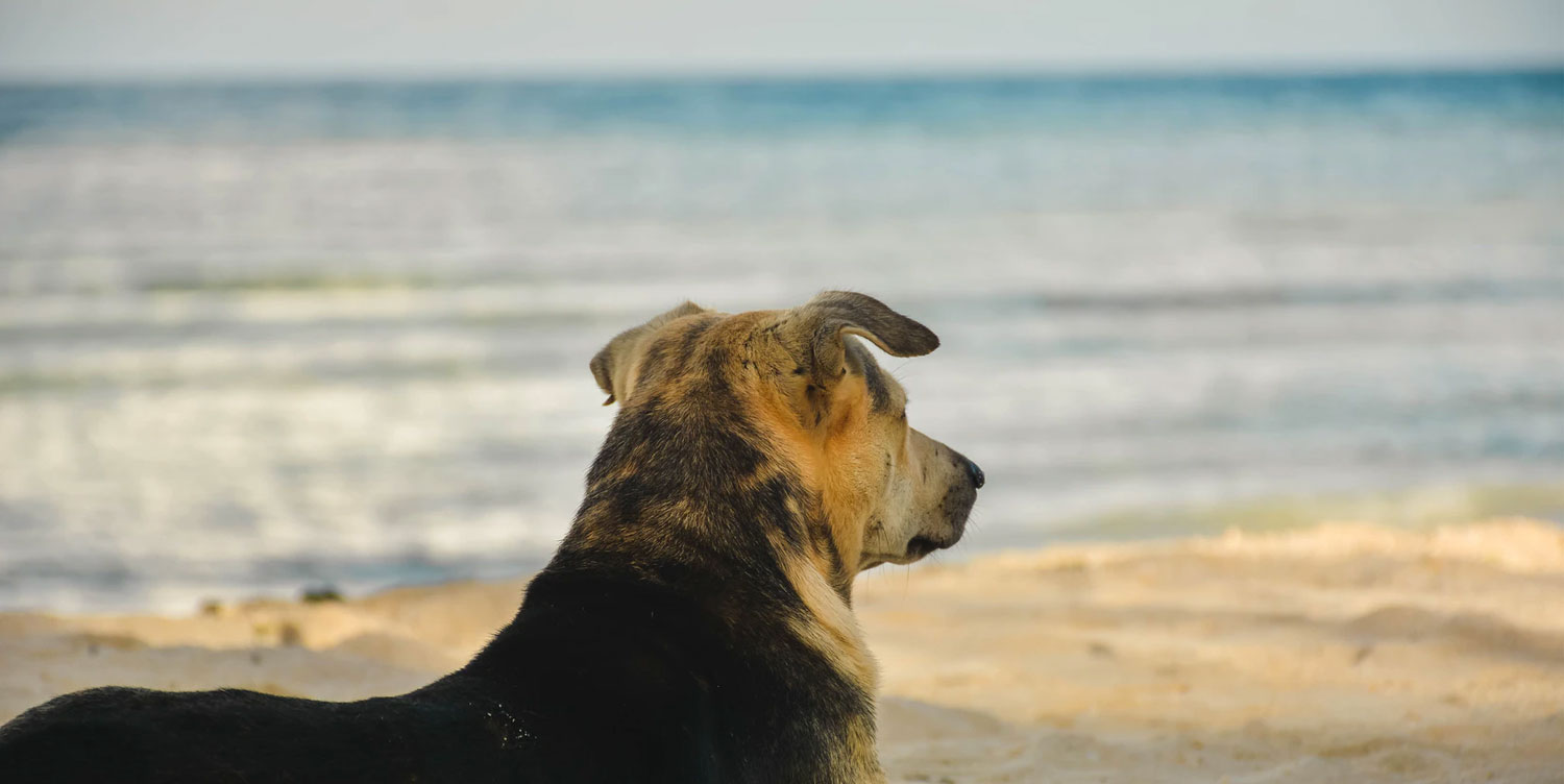 luxury dog friendly cottages in st ives