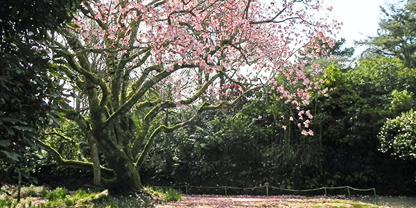 Trengwainton gardens in Cornwall