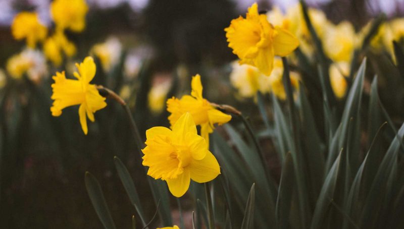 March breaks st ives cornwall daffodils spring