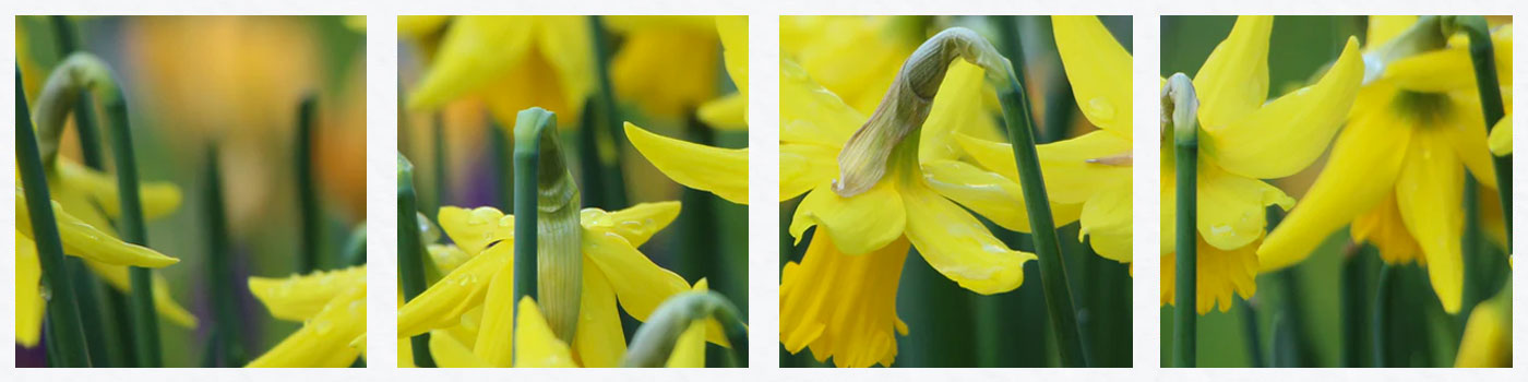 Daffodils in Cornwall
