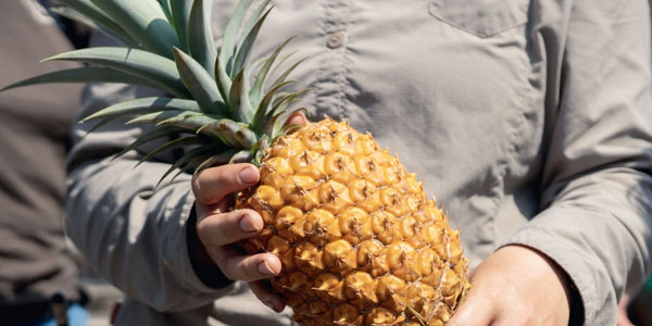 A Heligan Pineapple