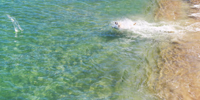 dog swims on the beach in St Ives