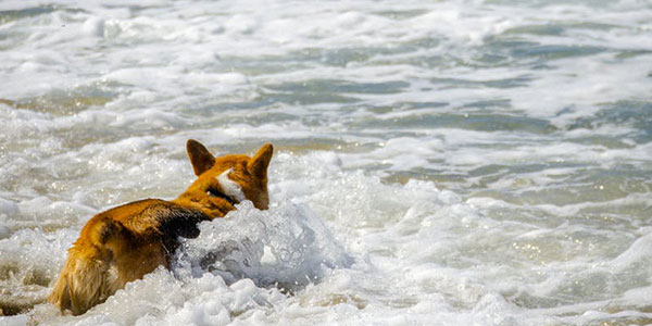 a dog in the sea in St Ives