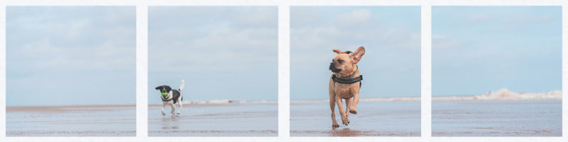 dog friendlypubsinstivescornwall