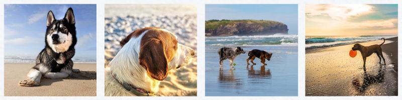 dog friendlyrestaurantsstivescornwall