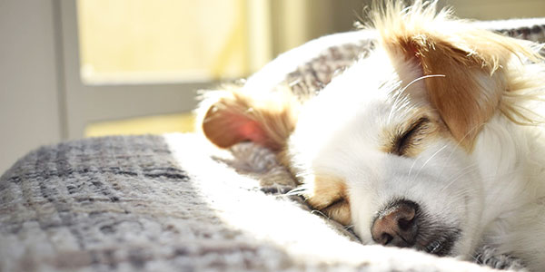 dog sleeping in dog friendly cottages in St Ives