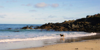 Dog on the beach in St Ives