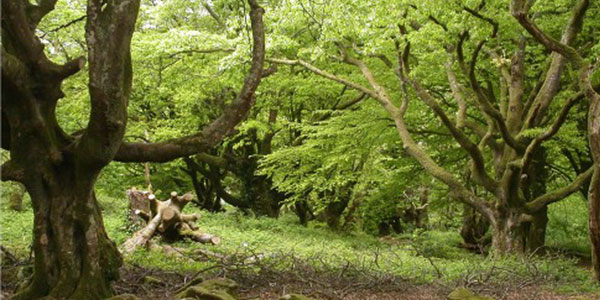 steeple woods st ives