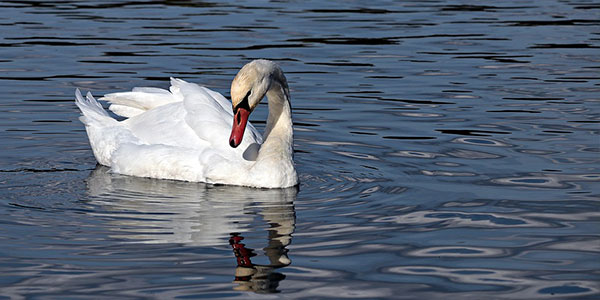 swan in water