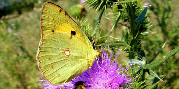 butterfly in the woods