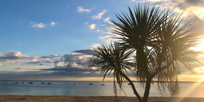 Palm trees on porthminster